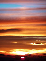 Morning Glory